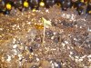 Stuck seedling 005.jpg