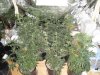 DSC00502.jpg