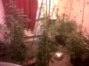 IMG00006-20110607-0909.jpg