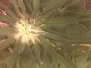 IMG00015-20110607-1225.jpg