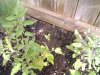 2011-06-07 09.22.44.jpg