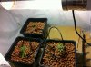 IMG_0367.jpg