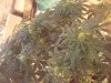plant.jpg