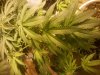 afghan kush.jpg