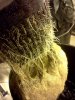 Roots Mature.jpg