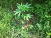 IMG_20110606_163149.jpg