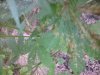 IMG_20110609_190810.jpg