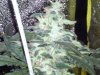 IMG_20110610_185019.jpg