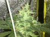 IMG_20110610_185025.jpg