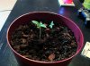 Plant1.jpg Plant1.jpg
