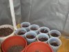 2008LR2,BB,RO,1stgrowroom 042.jpg