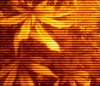 DSCI0019.jpg
