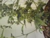 DSC00519.jpg