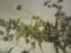 DSC00523.jpg
