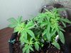 2011-06-14 13.29.52.jpg