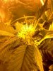 blackberry up close1.jpg
