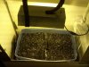 downsized_0615011917.jpg