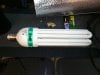bulb.jpg