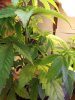 DSCF0212.jpg DSCF0212.jpg