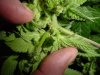 plant 2.jpg