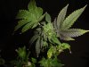 plant 5.jpg