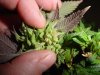 plant 3.jpg