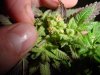 plant 4.jpg