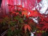 100_0515.jpg