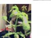 Plant Prob 1.jpg