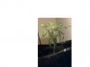 Plant prob 2.jpg