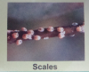 scales.png