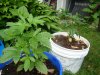 DSC03616.jpg