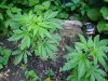 DSC03615.jpg