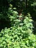 DSC03667.jpg