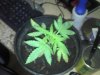 2011-06-18_16-57-07_44.jpg
