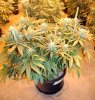 plant.jpg