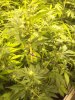 grow 005.jpg
