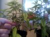 Snapshot_20110620_4.jpg