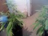 Snapshot_20110620.jpg