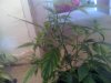 Snapshot_20110620_1.jpg
