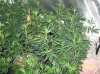100_5227.JPG