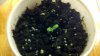 2011-06-20_11-19-56_116.jpg