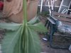 PICT0538.jpg
