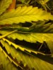 15062011139.jpg