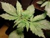 IMG_20110619_181613.jpg