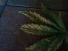leaf1.jpg