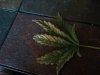 leaf2.jpg