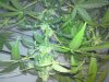 DSC00529.jpg
