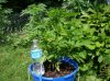 DSC03676.JPG