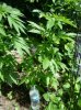 DSC03674.JPG
